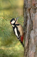 Strakapoud velky - Dendrocopos major - Great Spotted Woodpecker 7666